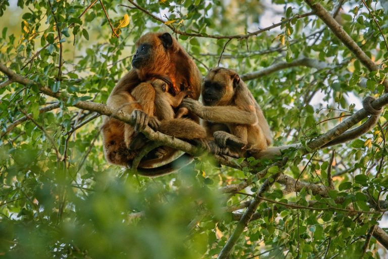 IUCN Red List​